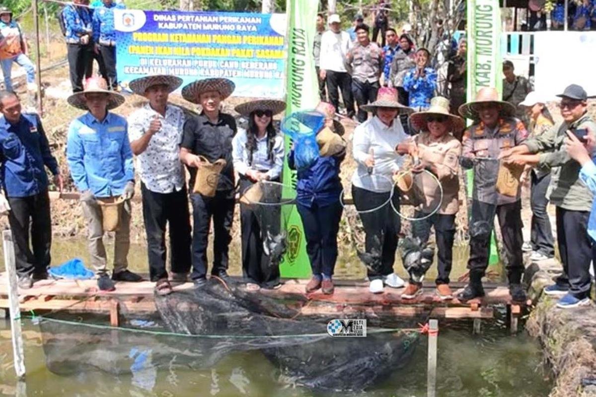 Hadiri Panen Raya Ikan Nila, Bupati Mura Dorong Kemajuan Budidaya Perikanan
